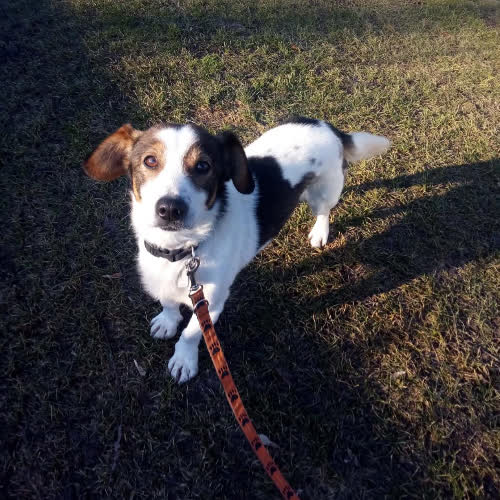 Psy ze schroniska do adopcji Gizmo 