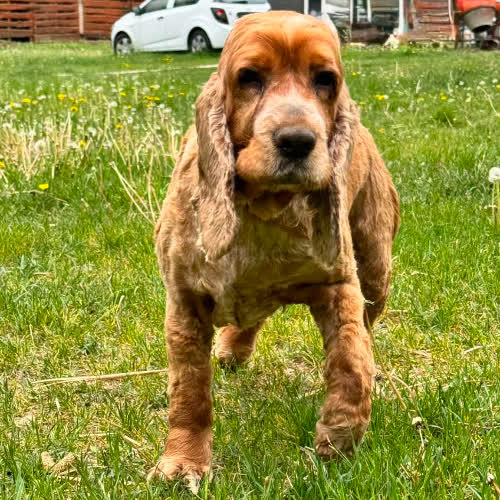 Psy ze schroniska do adopcji Spaniel Dynia 