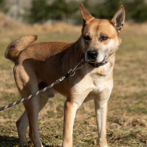 Psy ze schroniska do adopcji Husky mix Nit 