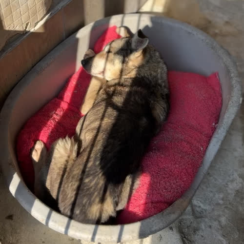 Psy ze schroniska do adopcji Dziadzio