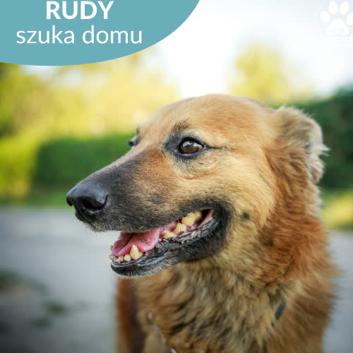 Rudy
