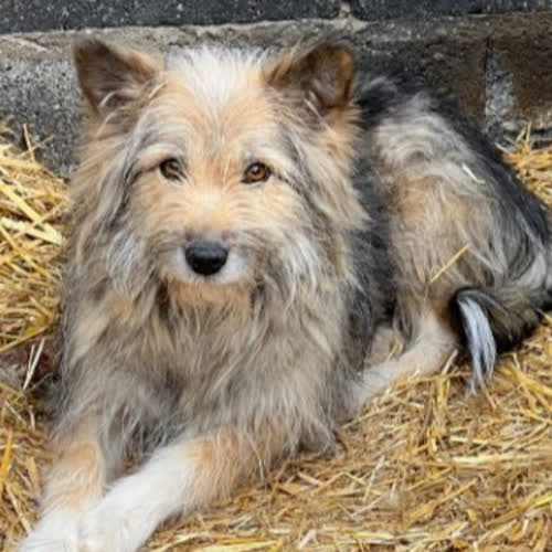 Psy ze schroniska do adopcji Shazza