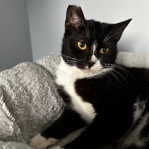 Koty ze schroniska do adopcji Babka