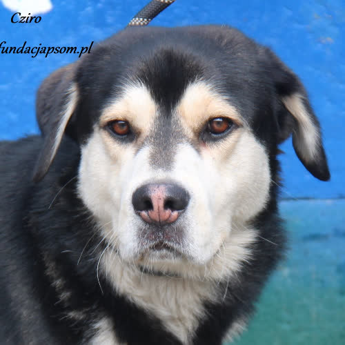 Psy ze schroniska do adopcji Cziro