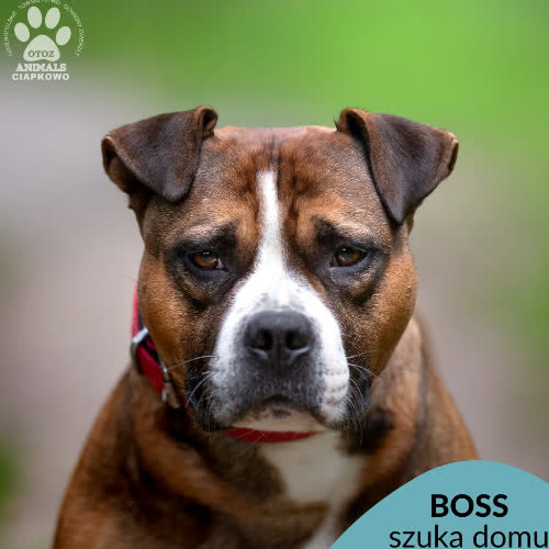 Boss