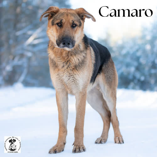 Psy ze schroniska do adopcji łagodny CAMARO