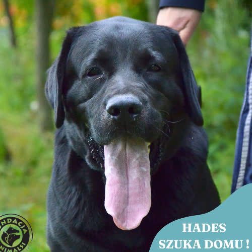 Psy ze schroniska do adopcji HADES