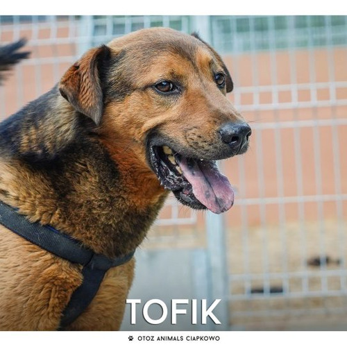 Tofik