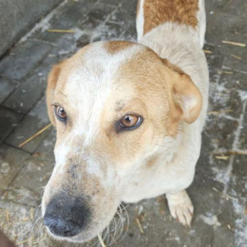 Psy ze schroniska do adopcji Łatka