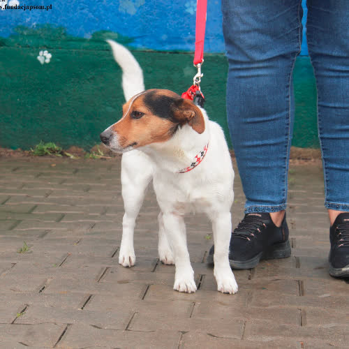 Psy ze schroniska do adopcji Łatek