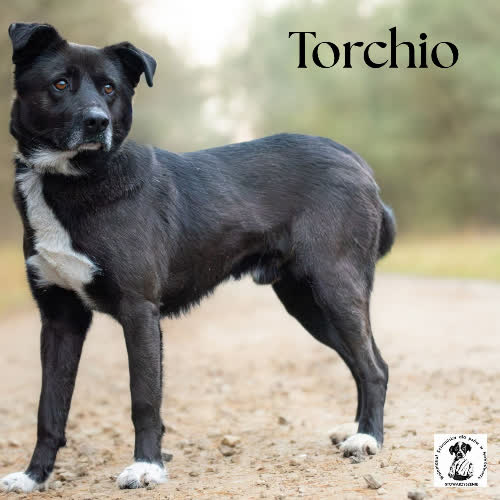 Torchio
