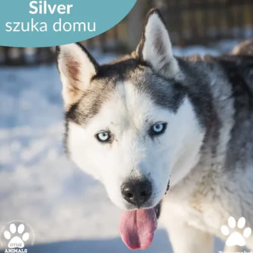 Psy ze schroniska do adopcji Silver
