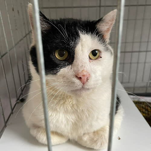 Koty ze schroniska do adopcji A143