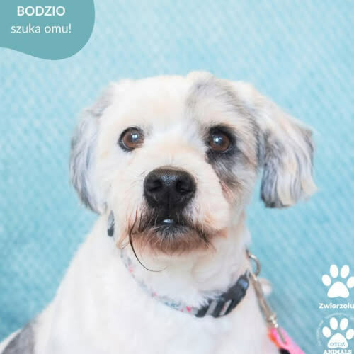 Psy ze schroniska do adopcji BODZIO