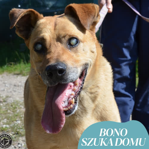 Psy ze schroniska do adopcji BONO