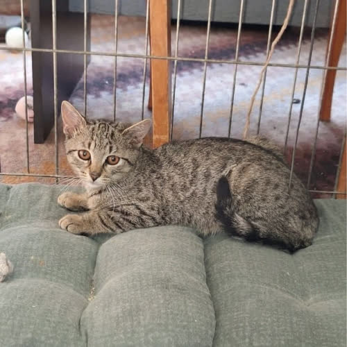 Koty ze schroniska do adopcji Gucio