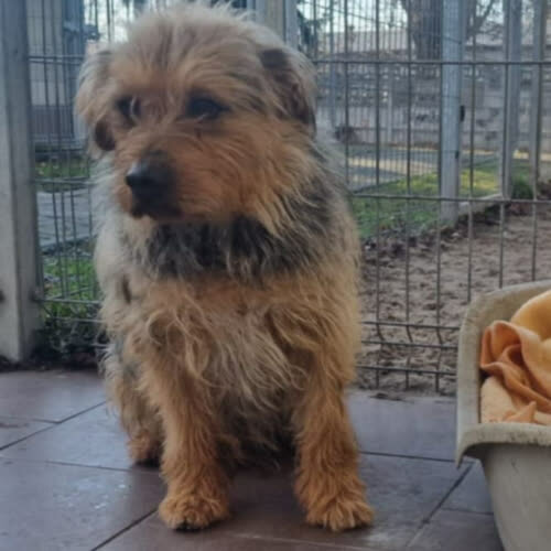 Psy ze schroniska do adopcji Rubin