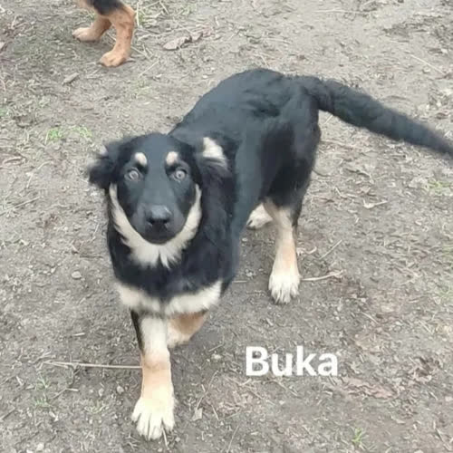 Buka