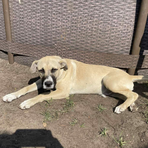Psy ze schroniska do adopcji 8 szczeniąt amstaff