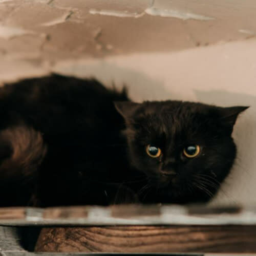 Koty ze schroniska do adopcji Alfa