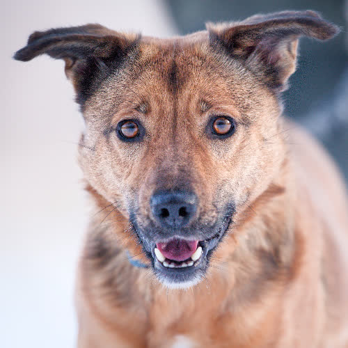 Psy ze schroniska do adopcji Merida