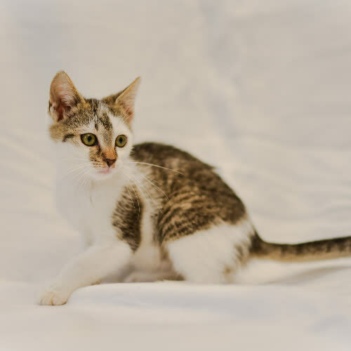 Koty ze schroniska do adopcji Goofy