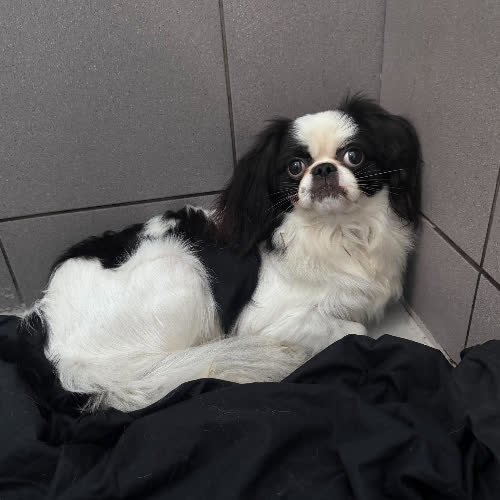 Psy ze schroniska do adopcji Książe