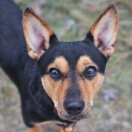 Psy ze schroniska do adopcji Bąbel