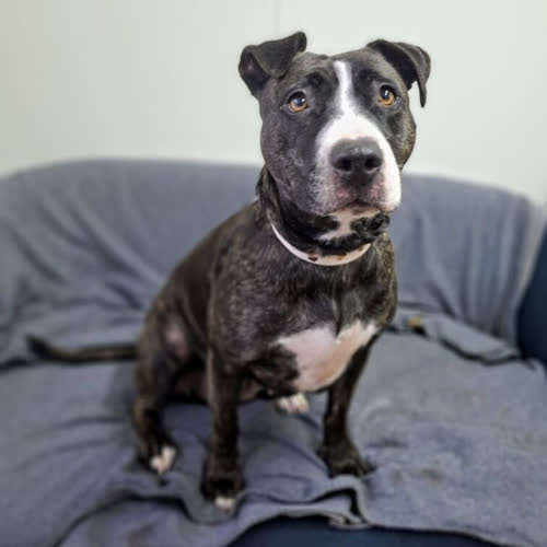 Psy ze schroniska do adopcji Bella