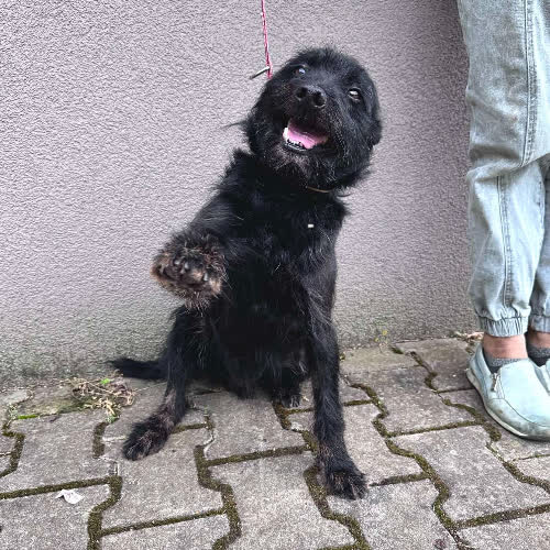 Psy ze schroniska do adopcji Bolek