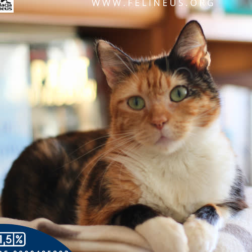 Koty ze schroniska do adopcji Lilu