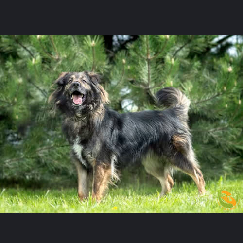 Psy ze schroniska do adopcji Watek