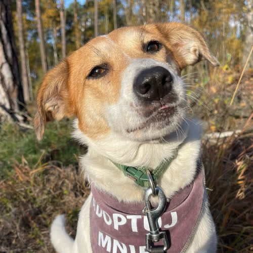 Psy ze schroniska do adopcji Molly