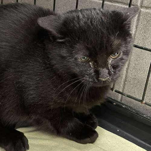 Koty ze schroniska do adopcji A124