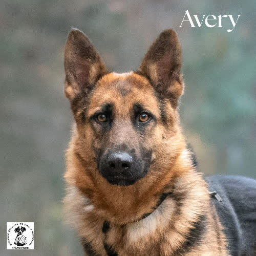 Piękna Avery