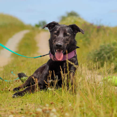 Psy ze schroniska do adopcji Riko