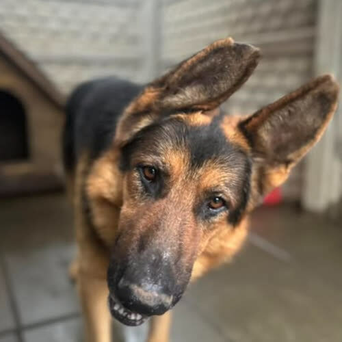 Psy ze schroniska do adopcji Łobuz