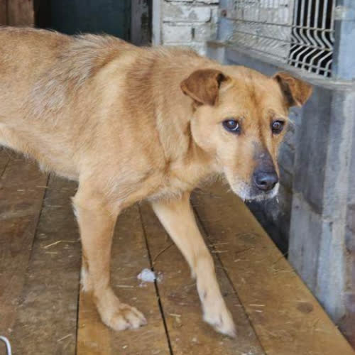 Psy ze schroniska do adopcji Demi