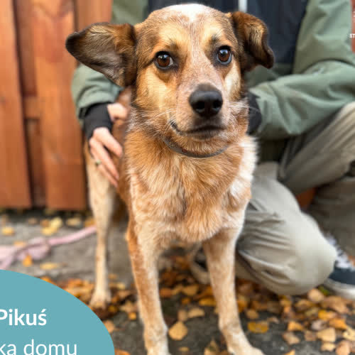 Psy ze schroniska do adopcji Pikuś