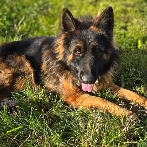 Psy ze schroniska do adopcji Amelia