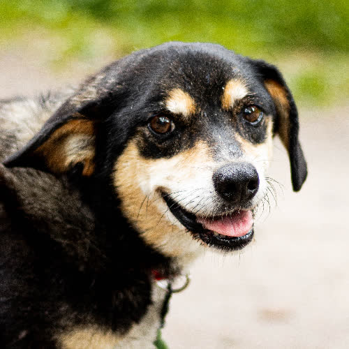 Psy ze schroniska do adopcji Tosik