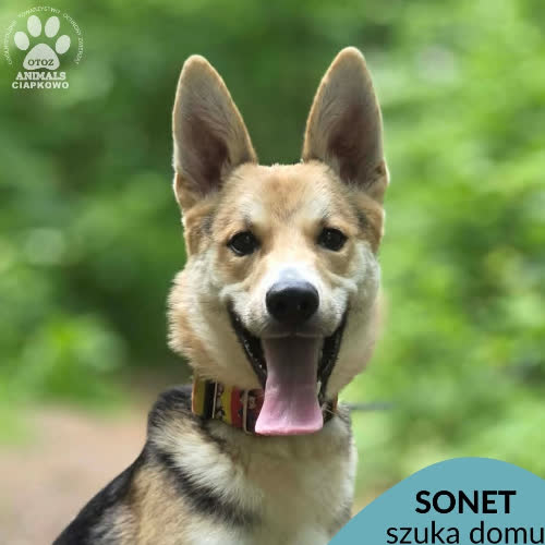 Sonet