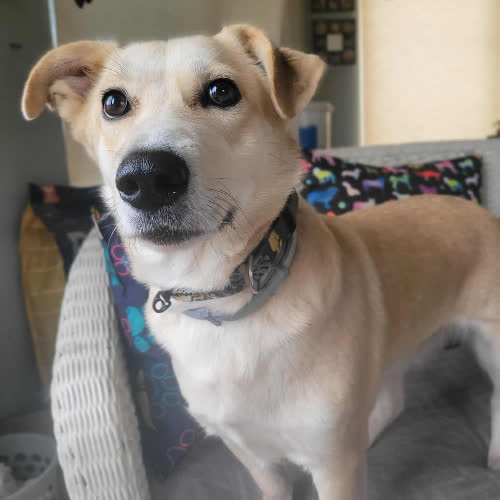 Psy ze schroniska do adopcji Sara