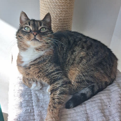Koty ze schroniska do adopcji Juszka