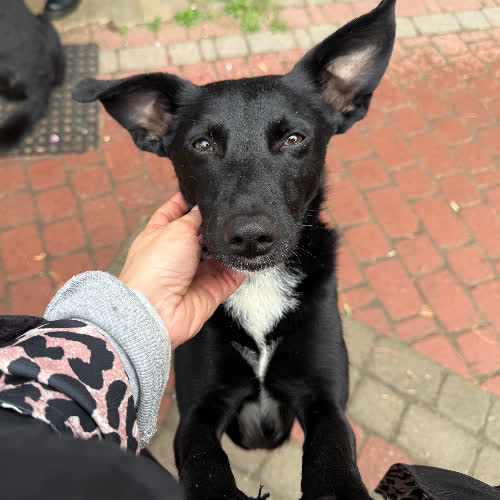 Psy ze schroniska do adopcji Lena