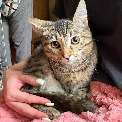 Koty ze schroniska do adopcji Klara