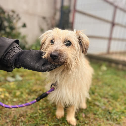 Psy ze schroniska do adopcji Mieciu