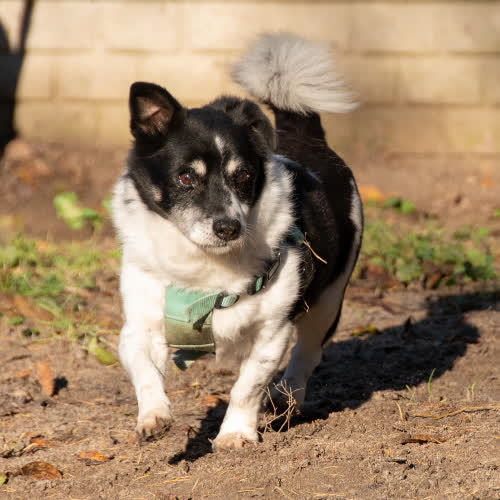 Psy ze schroniska do adopcji Dżaba