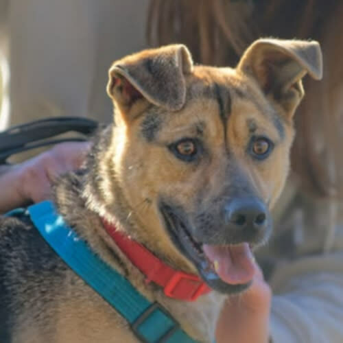 Psy ze schroniska do adopcji Tobi