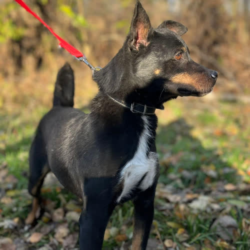 Psy ze schroniska do adopcji Stefan